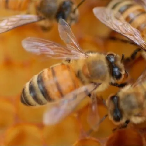 thumbnail for publication: How to Dissect Honey Bees (Apis mellifera L.) to Detect Tracheal Mites (Acarapis woodi Rennie)